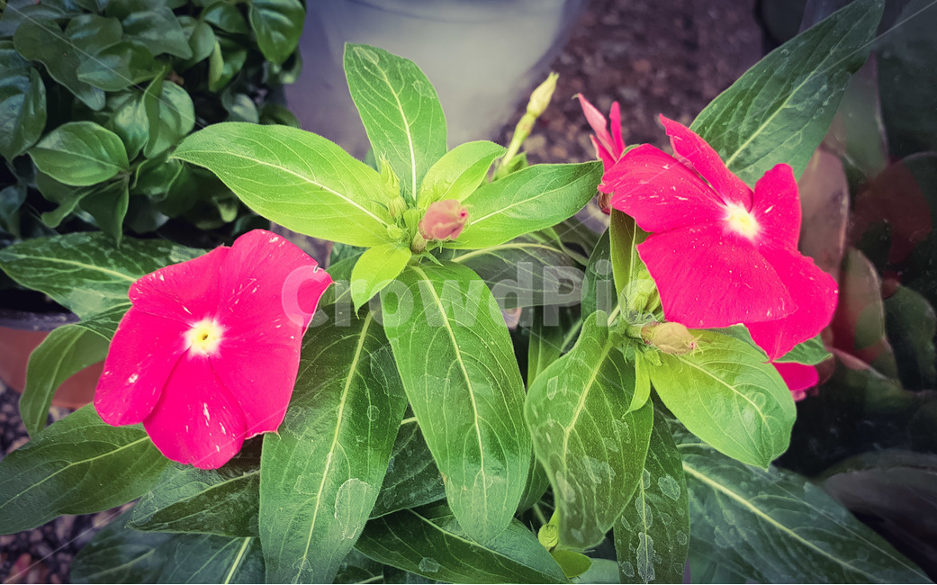 봄,꽃,화분,화초,봄꽃,식물,자연,plants,nature,꽃,flower