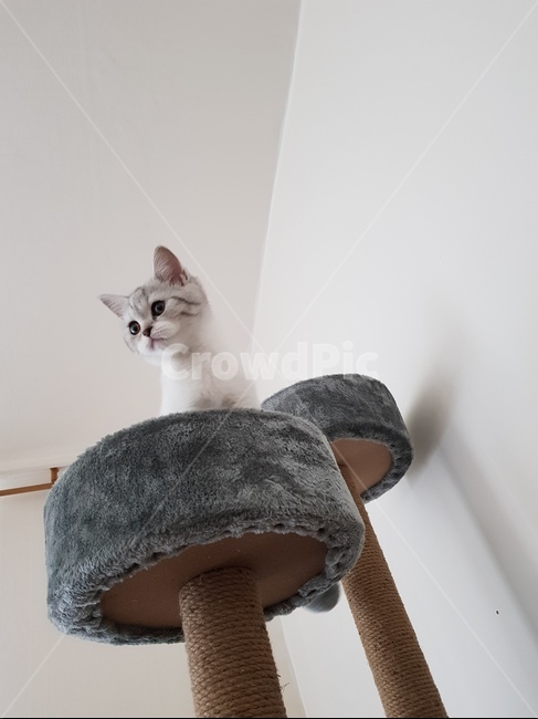 고양이,아기고양이,캣타워,동물,pet,cat,애옹이,야옹이,반려동물,동물,animal,포유류,mammal,고양이,cat,kitten,kitty