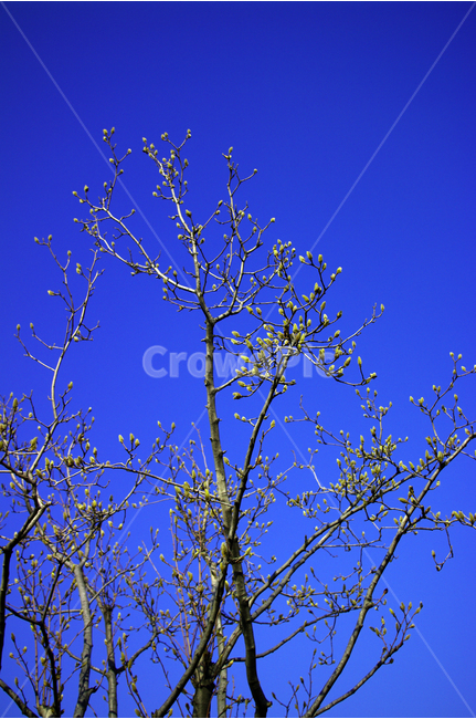 목련,나무,하늘,꽃봉오리,봄,봄날,봄풍경,봄꽃,감성,spring,flower,봄길,산책,봄나들이,식물,봄,계절,spring,season,식물,자연,plants,nature,나무,trees,wood,tree,plant,tree trunk,나무 줄기
