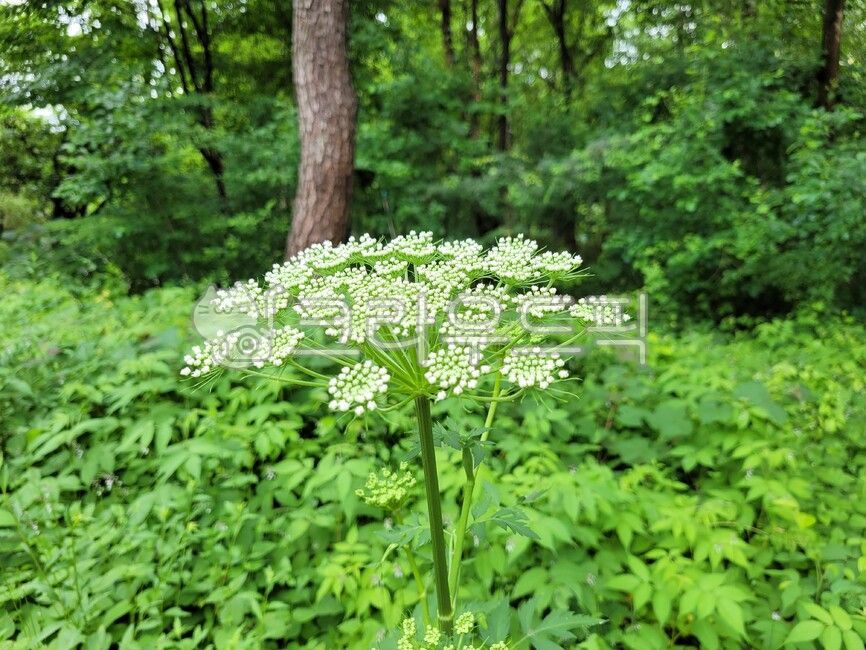 천궁,꽃,흰색,자연,식물,초록색,plant,flower,white,nature,natural,green,초록,하얀색,하양,순수한,하얀꽃