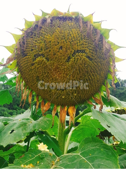 해바라기,식물,꽃,자연,야외,식물,자연,plants,nature,꽃,flower