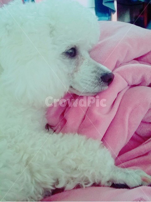 푸들,애완견,강아지,귀여운,사랑스런,동물,animal,개,강아지,dog,doggy