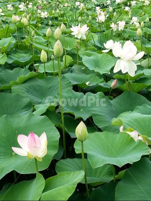 경포호,연꽃,자연,여름,꽃,힐링,초록,flower,lotus,nature,green