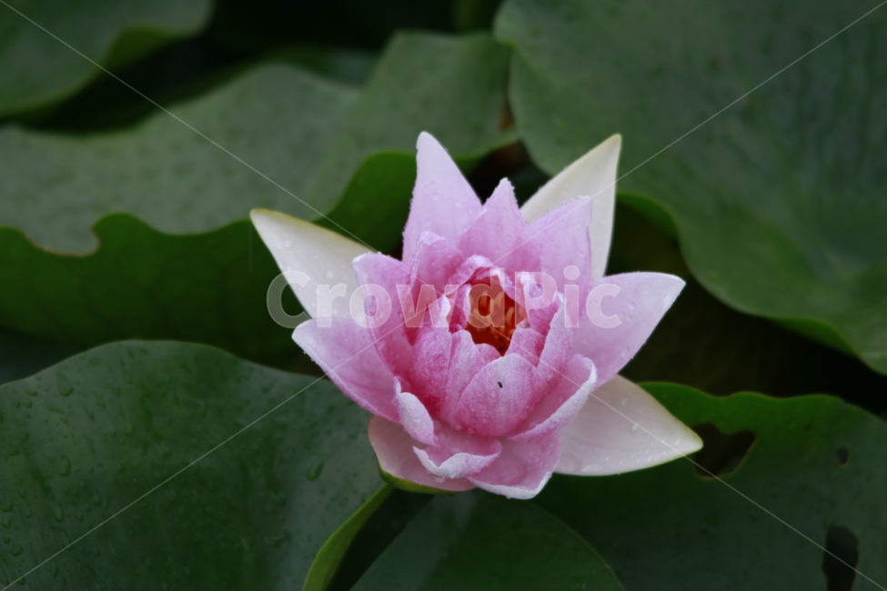수련,연꽃,여름,가을,꽃