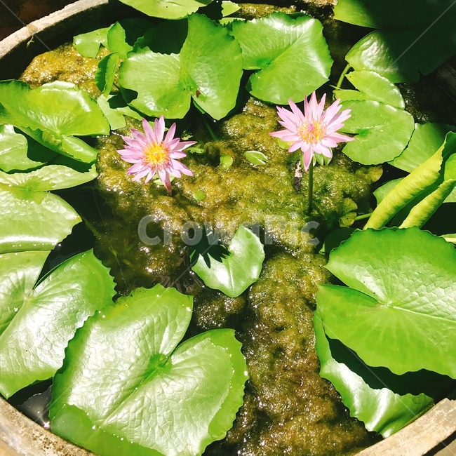 연꽃,연잎,lotus,lotusflower,lotusleaf,꽃,flower