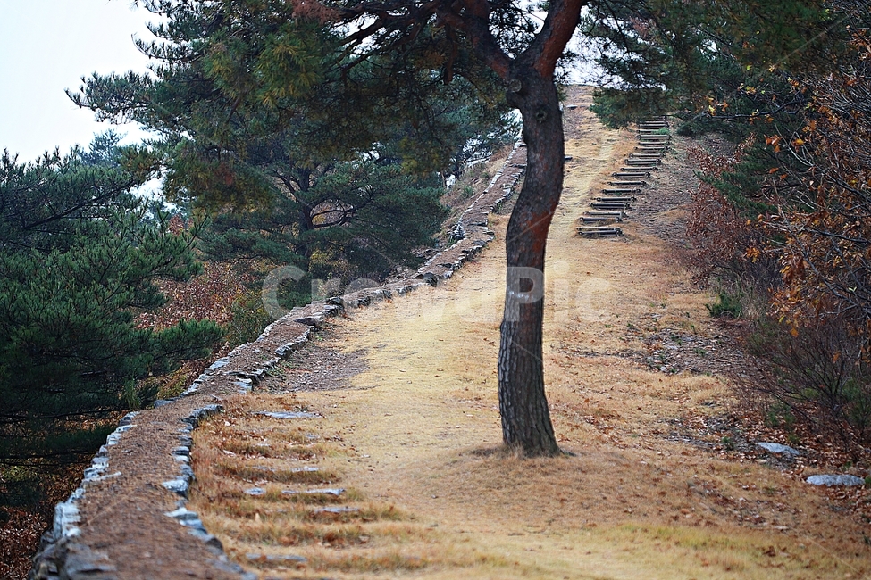 전등사,성,성곽,단풍,낙엽,산성,길,둘레길,숲,숲길,담,돌담,가을,자연,풍경,벽,방어벽,돌,나무,식물,가을,계절,fall,autumn,season,자연,풍경,nature,landscape