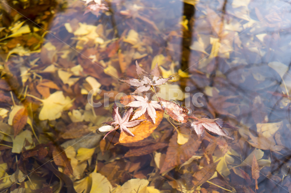 단풍,물,흐름,잎,단풍잎,나무잎,물속,물위,가을,계절,fall,autumn,season,plant,식물,leaf,tree,나무