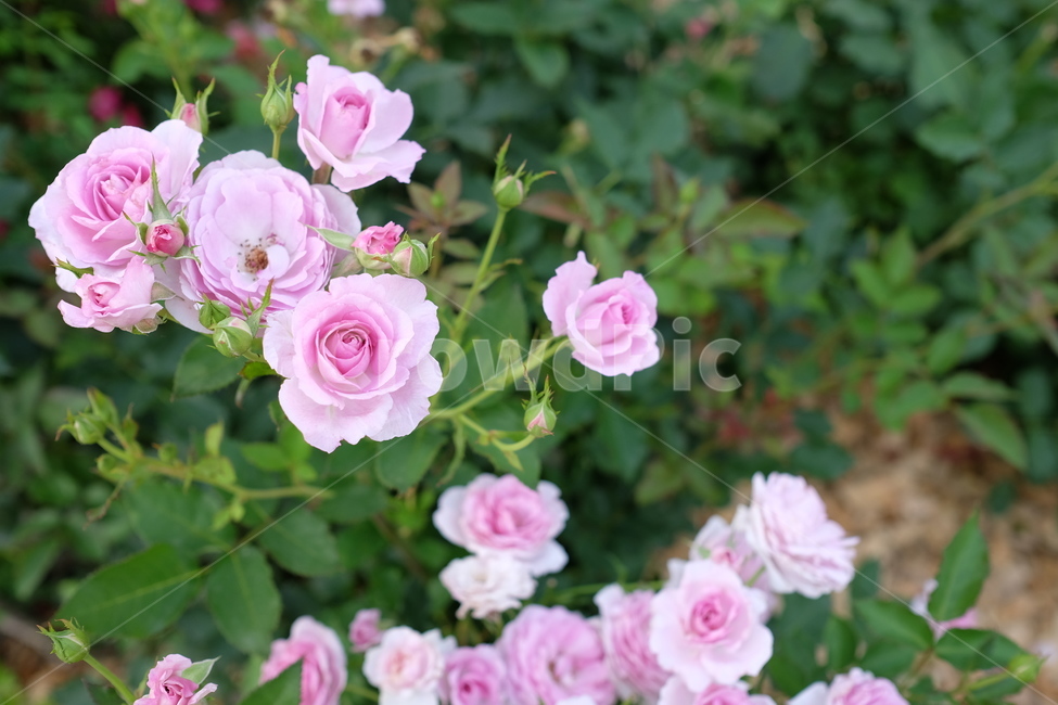 장미,꽃,식물,미니장미,보라색장미,보라장미,flower,rose,plant,blossom
