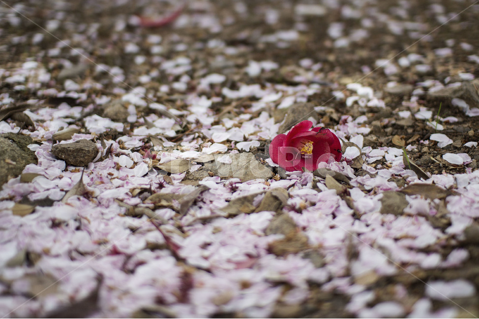 동백꽃,낙화,벚꽃,벚꽃잎,봄,꽃,flower