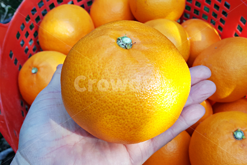 천혜향,감귤류과일,citrusfruit,food,음식,fruit,과일,plant,식물,produce,grapefruit,orange,주황색