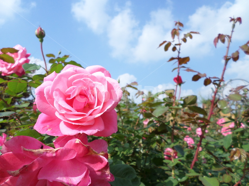 대전,한밭수목원,장미원,장미,하늘,핑크,식물,자연,plants,nature,꽃,flower