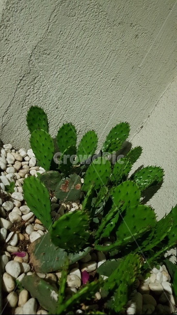 선인장,초록,봄,식물,cactus,green,spring,plants
