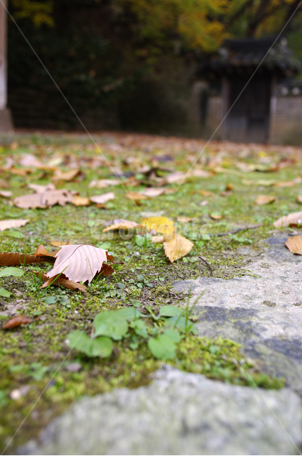 가을,fall,나무,식물,plant,단풍,잎,낙엽,가을,계절,fall,autumn,season,leaf,ground,바닥