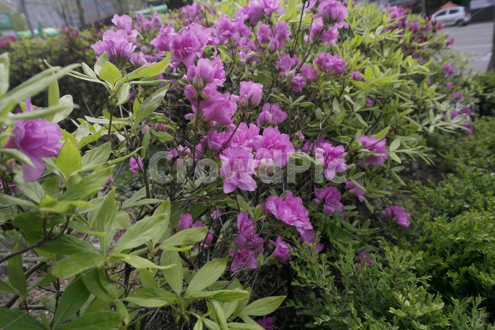 봄,꽃,철쭉,나무,잎사귀,분홍색,정원,관상,식물,자연,plants,nature,꽃,flower