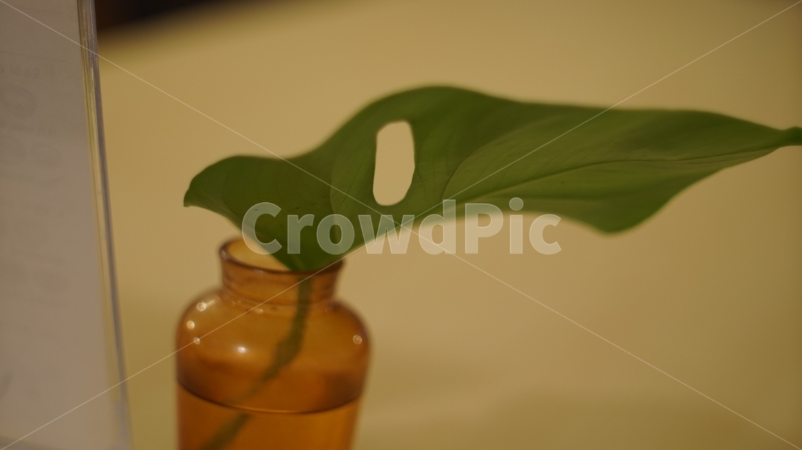 	식물,화병,이파리,감성,인테리어,초록,카페,interior,plant,cafe,mood,식물,자연,plants,nature,실내용화초,화분,화초,house plant,인테리어,실내디자인,interior design