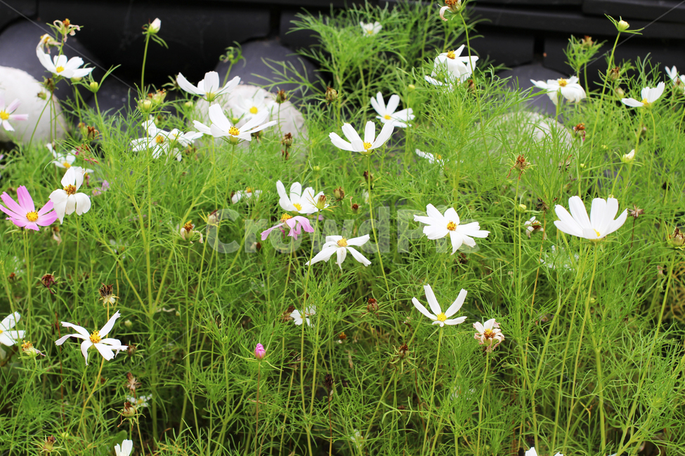 꽃,코스모스,가을,식물,분홍,하얀,flowers,cosmos,autumn,plants,pink,white,식물,자연,plants,nature,꽃,flower
