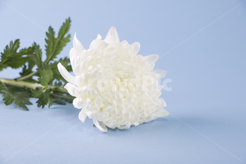 국화,꽃,식물,흰꽃,꽃잎,추모,배경,백그라운드,다울,식물,자연,plants,nature,꽃,flower