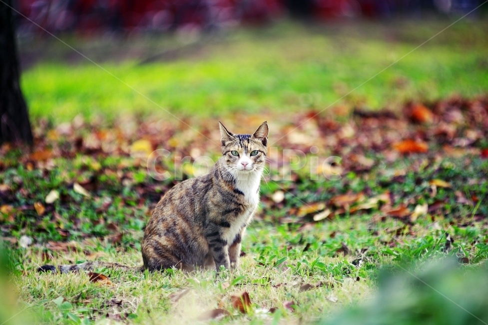 동물,고양이,cat,포유류,길고양이,동물,animal,포유류,mammal,고양이,cat,kitten,kitty