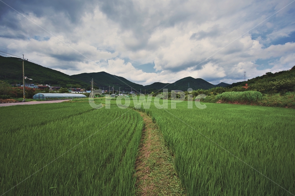 부산,자연,하늘,구름,시골