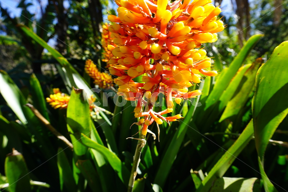 plant,식물,꽃,flower,수선화과,amaryllidaceae,호주,주황색,배경화면,blossom,시드니,Austrailia,Sydney
