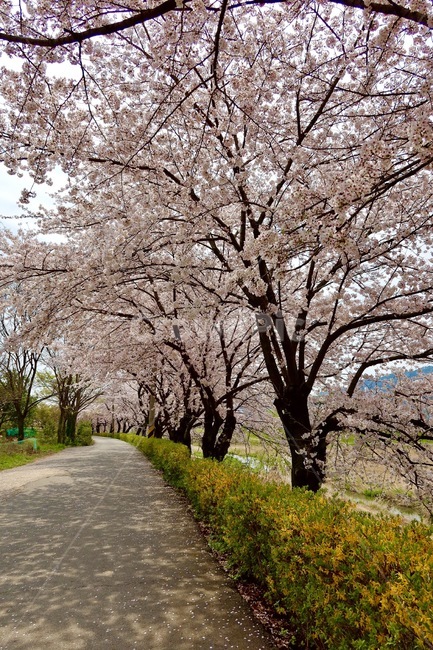 개나리,벚꽃,산책,길,plant,꽃,blossom,봄,spring