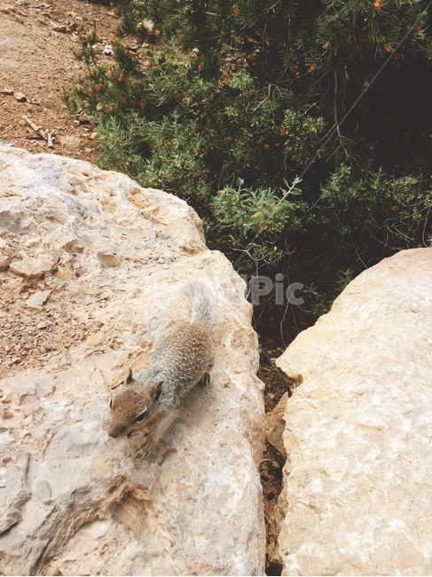 다람쥐,동물,animal,청설모,squirrel,동물,animal,포유류,mammal