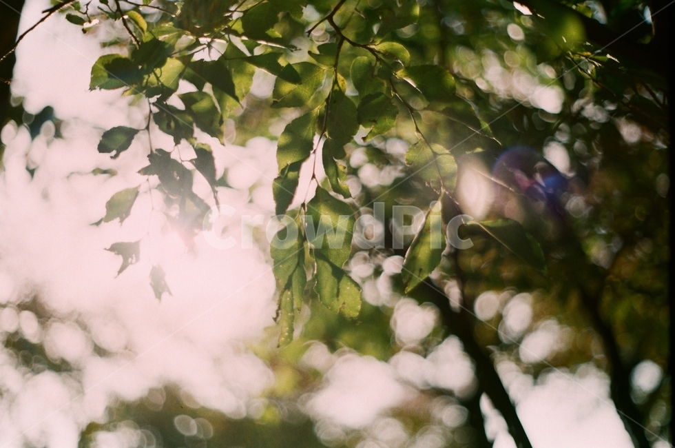 나무,햇살,나뭇잎,자연,빛,휴식,힐링,rest,relaxation,healing