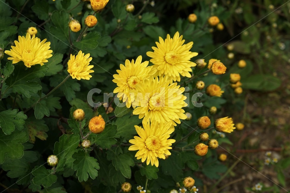 국화,노랑,가을,꽃,우아,자연,식물,연노랑,밝은노랑,진노랑,autumn,fall,flower,chrysanthemum,yellow,elegant,우아함,계절,season,floral,nobility,고귀함,향기,가을대표,가을꽃,노랑꽃,꽃봉오리,국화꽃,plant,식물,자연,plants,nature,꽃,flower
