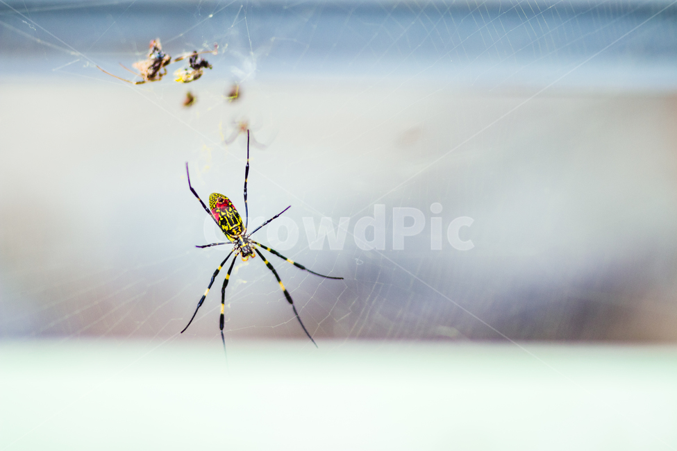 무척추동물,거미,거미류,자연,동물,동물,animal,곤충,벌레,insect,bug