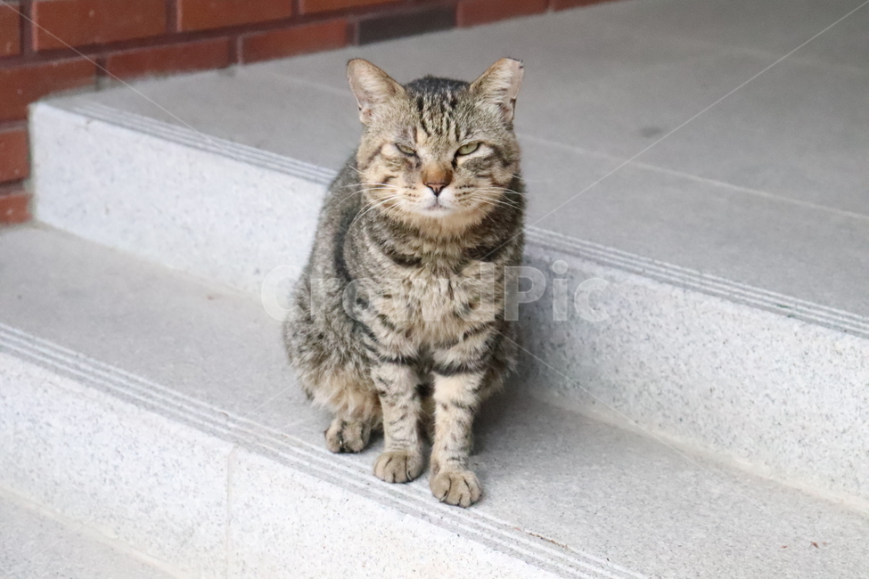 동물,고양이,길냥이,반려동물,길고양이,냐옹이,동물,animal,포유류,mammal,고양이,cat,kitten,kitty