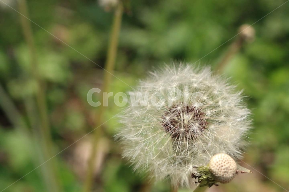 민들레,씨앗,자연,봄,천연,식물,자연,plants,nature,꽃,flower