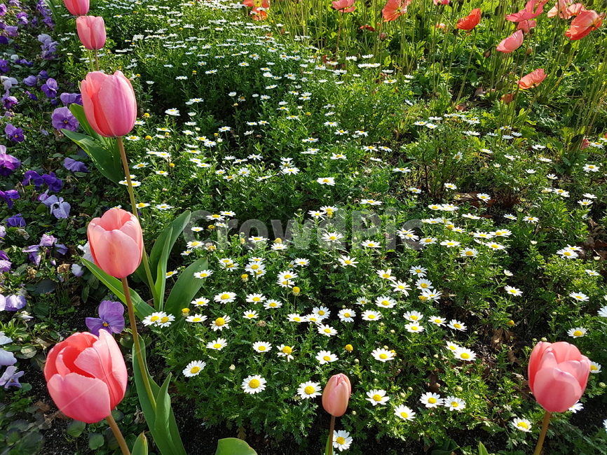 꽃,봄꽃,튤립,식물,정원,식물,자연,plants,nature,꽃,flower