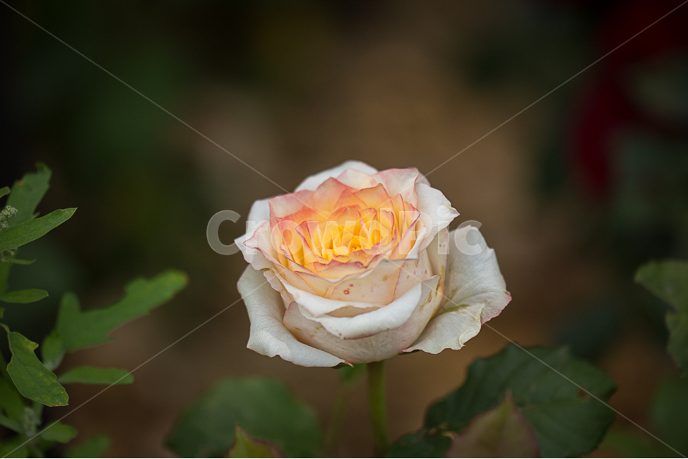 장미,자연,꽃,장미공원,장미축제,식물,자연,plants,nature,꽃,flower
