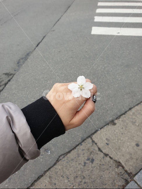 꽃,꽃반지,손,벚꽃,벚꽃반지,여자손,꽃잎