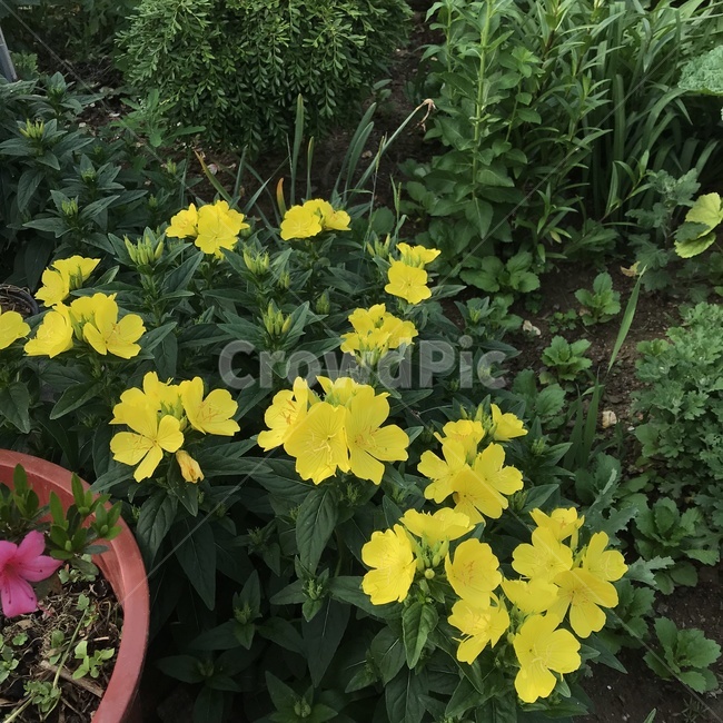 plant,식물,꽃,달맞이꽃,감성