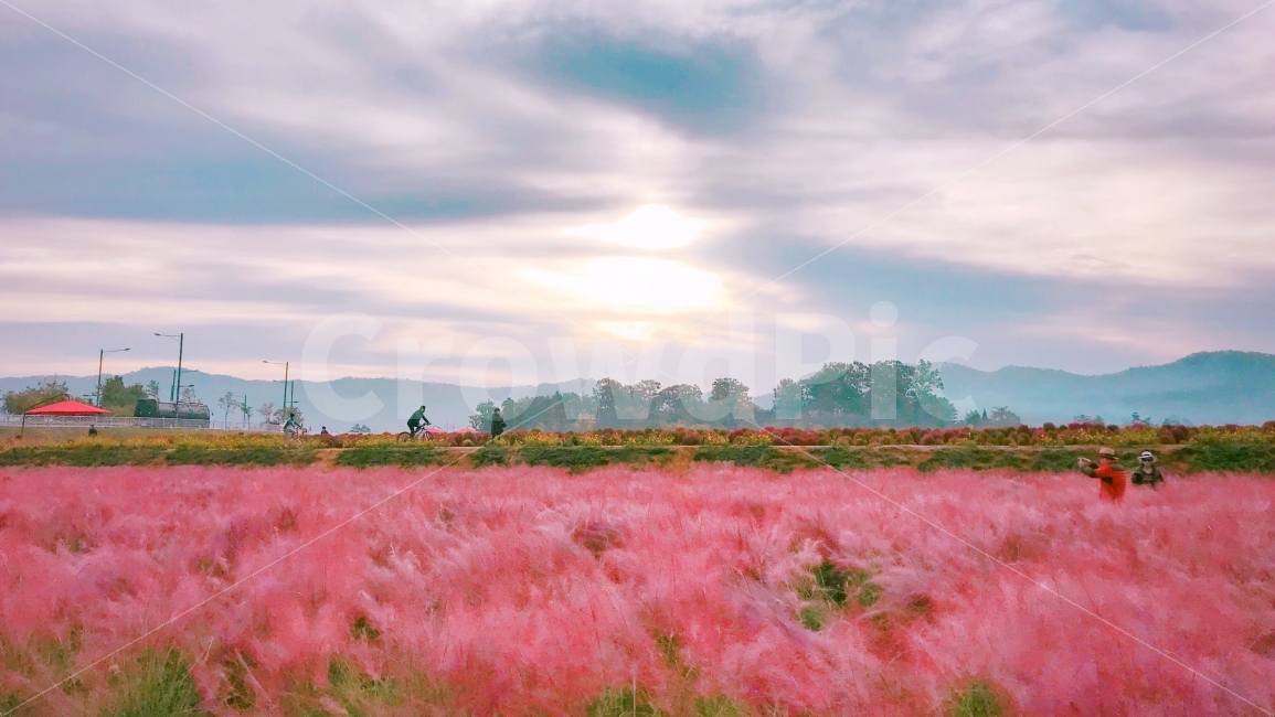 뮬리,꽃,꽃밭,전경,풍경,가을,계절,fall,autumn,season,자연,풍경,nature,landscape,한국자연풍경,한국자연경관,korea nature landscape,감성,sensible,feeling,색깔,색상,색채,색감,color sense,color sensitivity,feeling of color,plant,식물,grass,잔디,outdoors,옥외