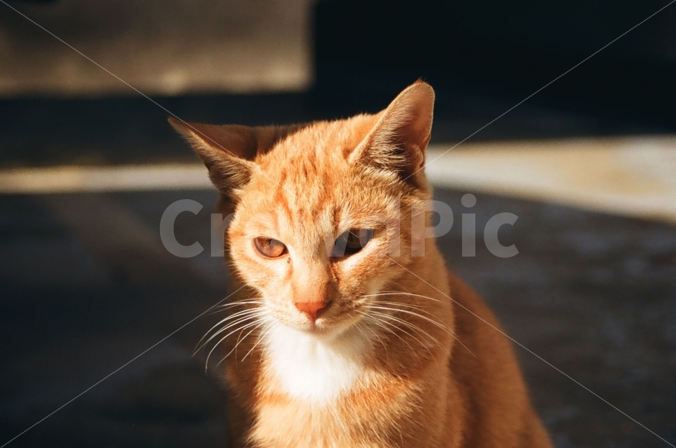 고양이,cat,길고양이,동물,animal,포유류,새끼,표정,감정,emotion,감성사진,빛,그림자,햇빛,light,sunshine,동물,animal,포유류,mammal,고양이,cat,kitten,kitty,감성,sensible,feeling