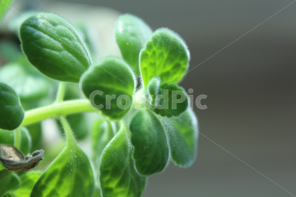 leaf,잎,허브,herbs,초록,식물,green