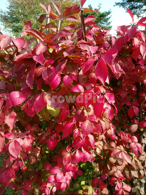 화살나무,나무,단풍,낙엽,붉은단풍,가을,tree,가을,계절,fall,autumn,season,plant,식물,leaf,잎,bush,부시,vegetation,초목