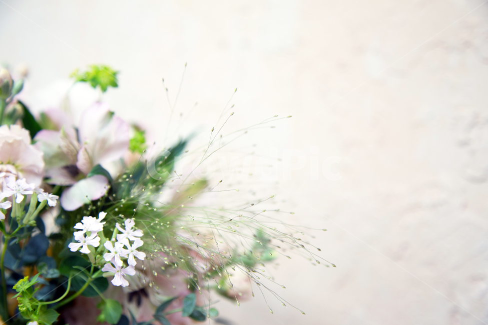 꽃,꽃배경소스,하얀색,녹색,꽃클로즈업,식물,자연,plants,nature,꽃,flower
