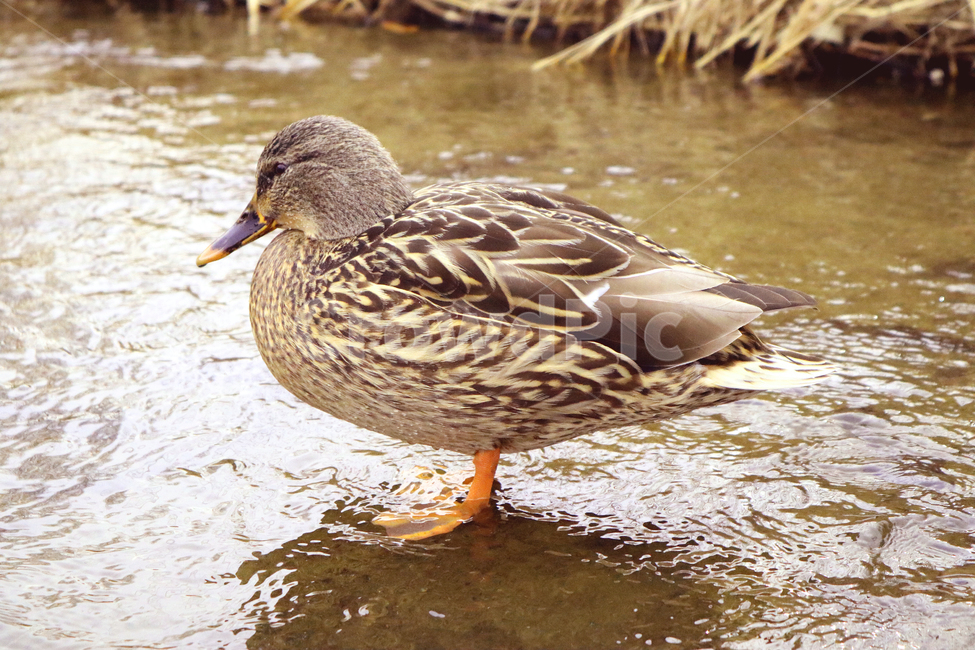 오리,조류,새,자연,강,시골,동물,불광천,동물,animal,조류,새,birds