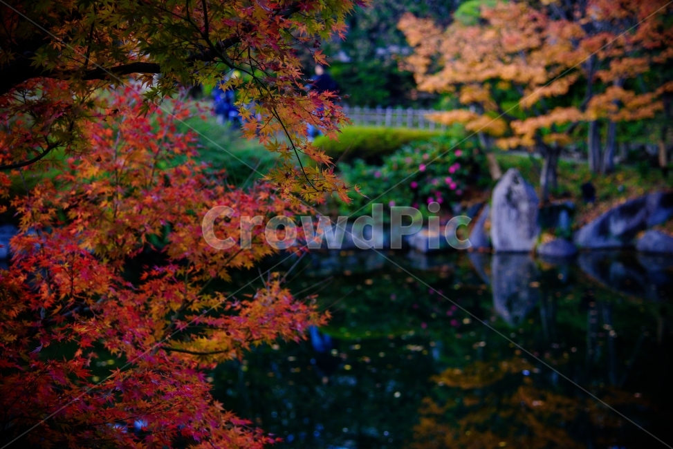 단풍,가을,일본,연못,식물,풍경,자연,landscape,가을,계절,fall,autumn,season,자연,풍경,nature,landscape,leaf,잎,plant,tree,나무,maple