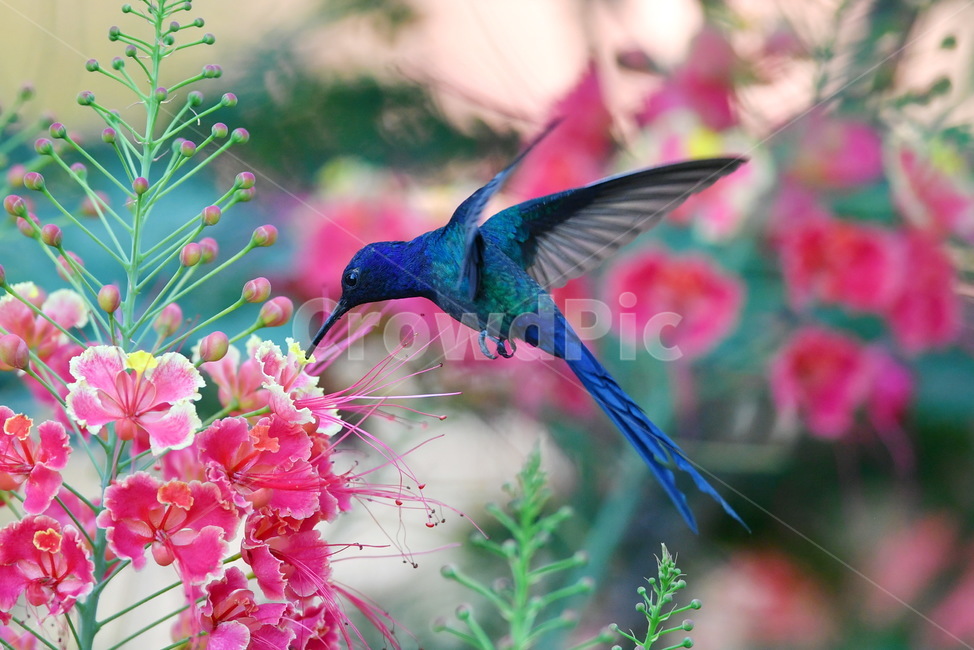 animal,동물,bird,벌새,hummingbird,동물,animal,조류,새,birds