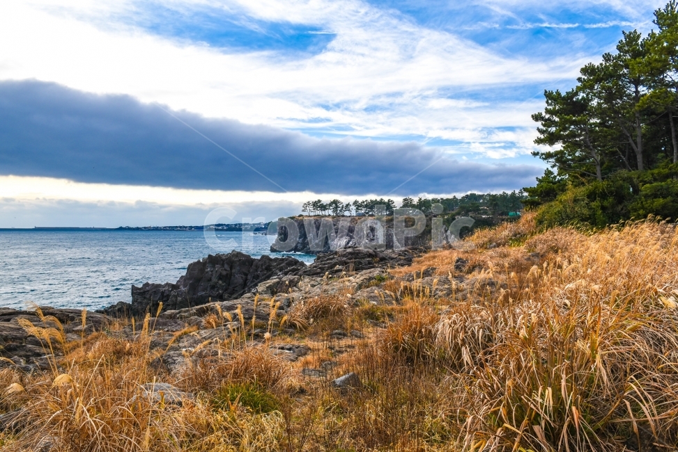 제주도,바다,갈대,제주도바다,외돌개,올레길,자연,풍경,nature,landscape,한국자연풍경,한국자연경관,korea nature landscape,제주도,jeju,jeju island,promontory,곶