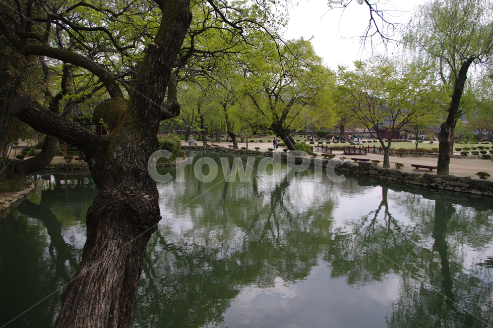 연못,반영,나무,식물,plant,봄,spring,초록,자연,풍경,nature,landscape,한국자연풍경,한국자연경관,korea nature landscape,tree,tree trunk,나무 줄기,water,물,outdoors,옥외