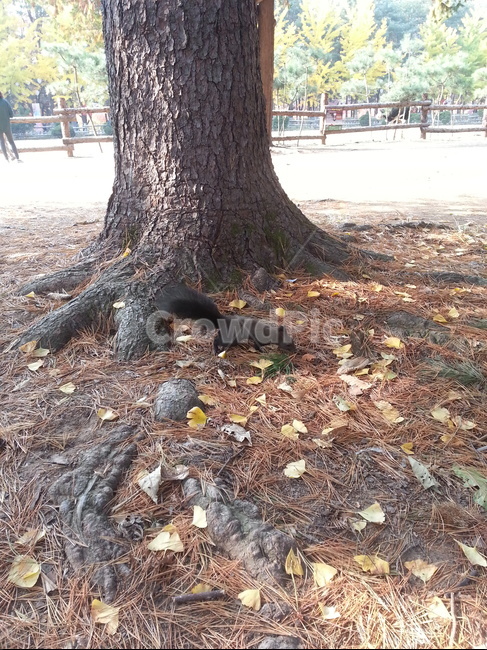 청솔모,남이섬,나무,낙엽,가을,나무,trees,wood