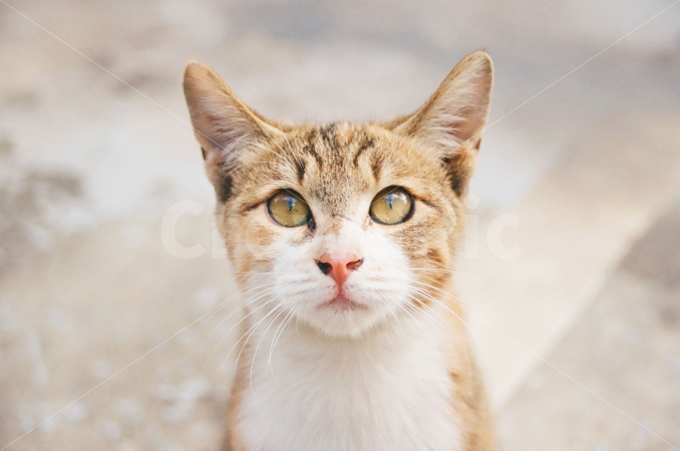 고양이,동물,포유류,cat,kitten,animal,표정,감정,emotion,동물,animal,포유류,mammal,고양이,cat,kitten,kitty,감성,sensible,feeling