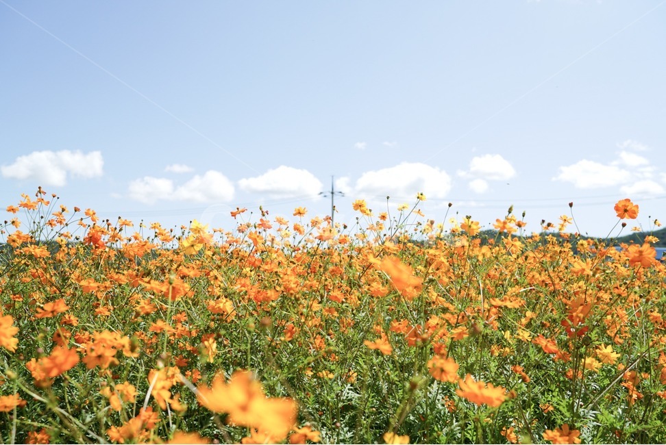 꽃,꽃밭,하늘,봄,소풍,식물,자연,plants,nature,꽃,flower