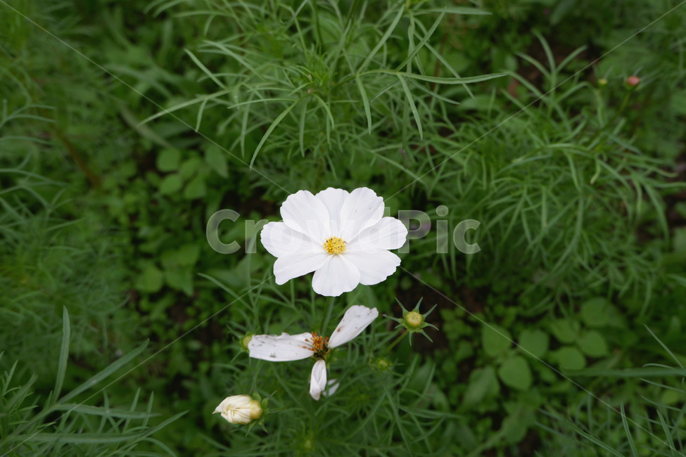 flower,plant,꽃,코스모스,식물