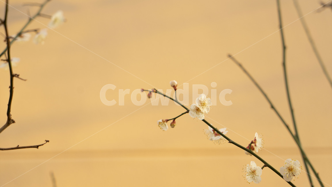 plant,식물,꽃,blossom,꽃봉오리,bud,spring,flower,봄,식물,자연,plants,nature,꽃,flower